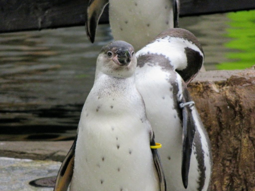 Pinguine Spreewelten Lübbenau