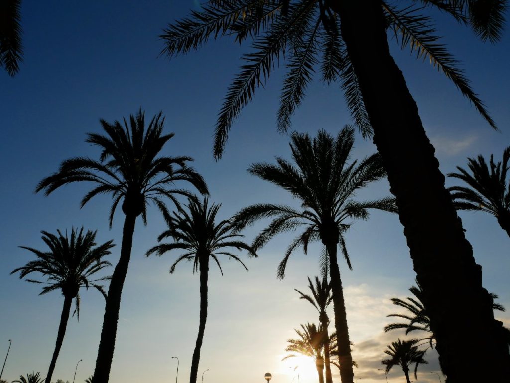 Palmen in Palma