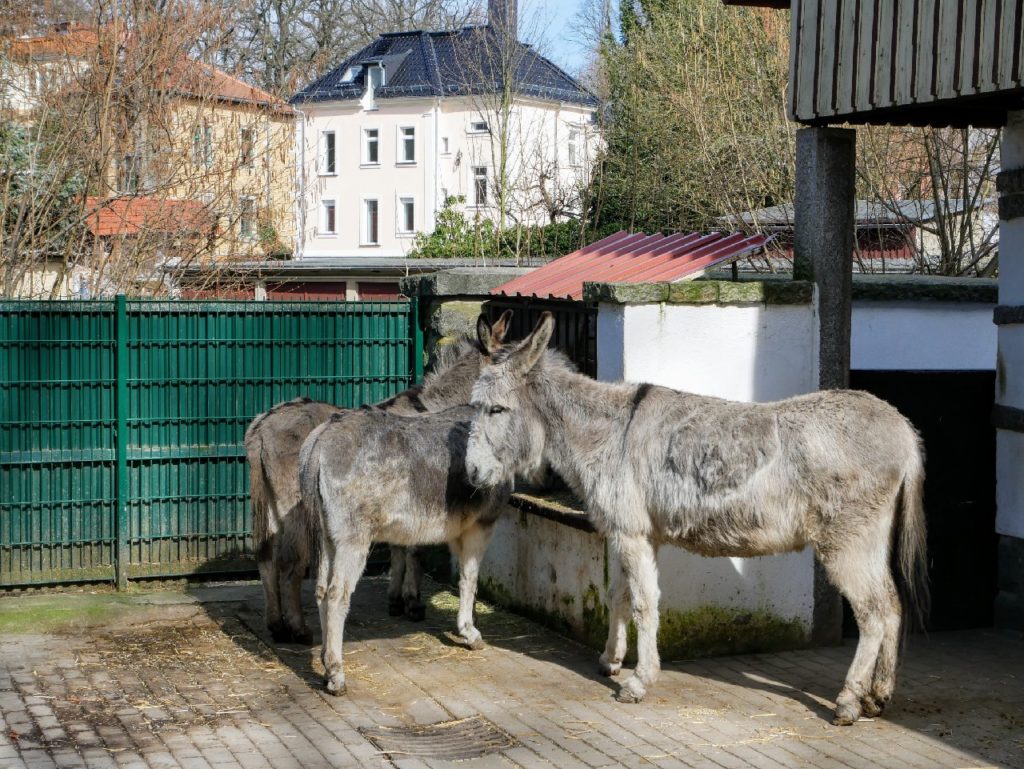 Tierpark Bischofswerda