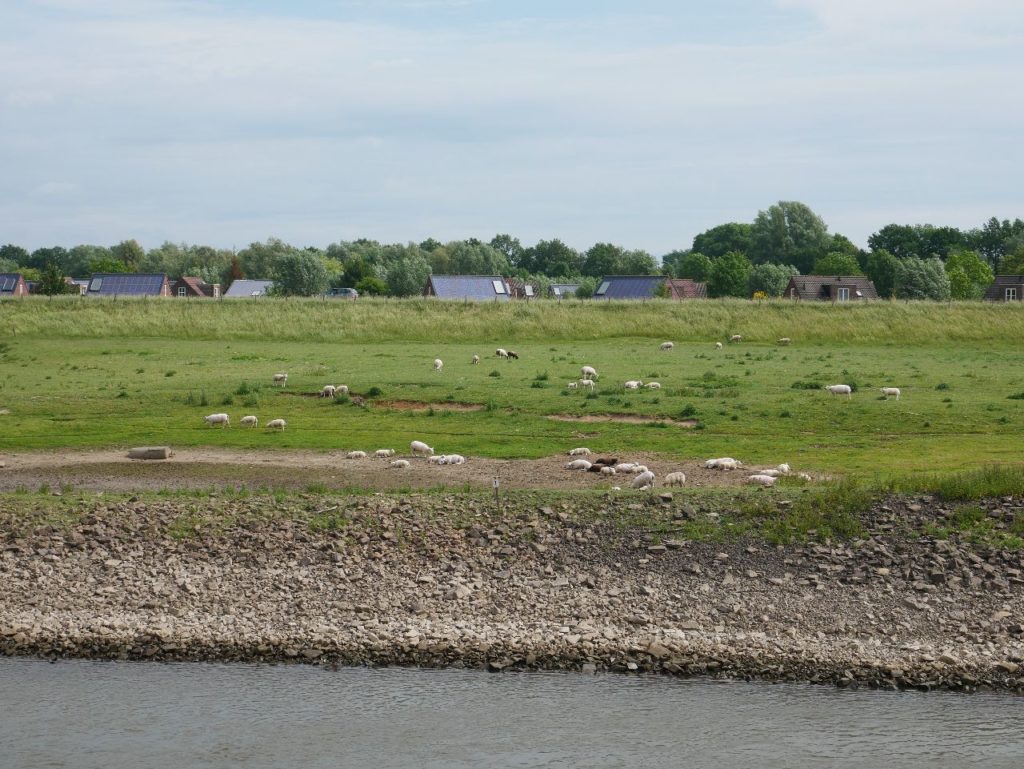 Flusskreuzfahrt Niederlande Schafe