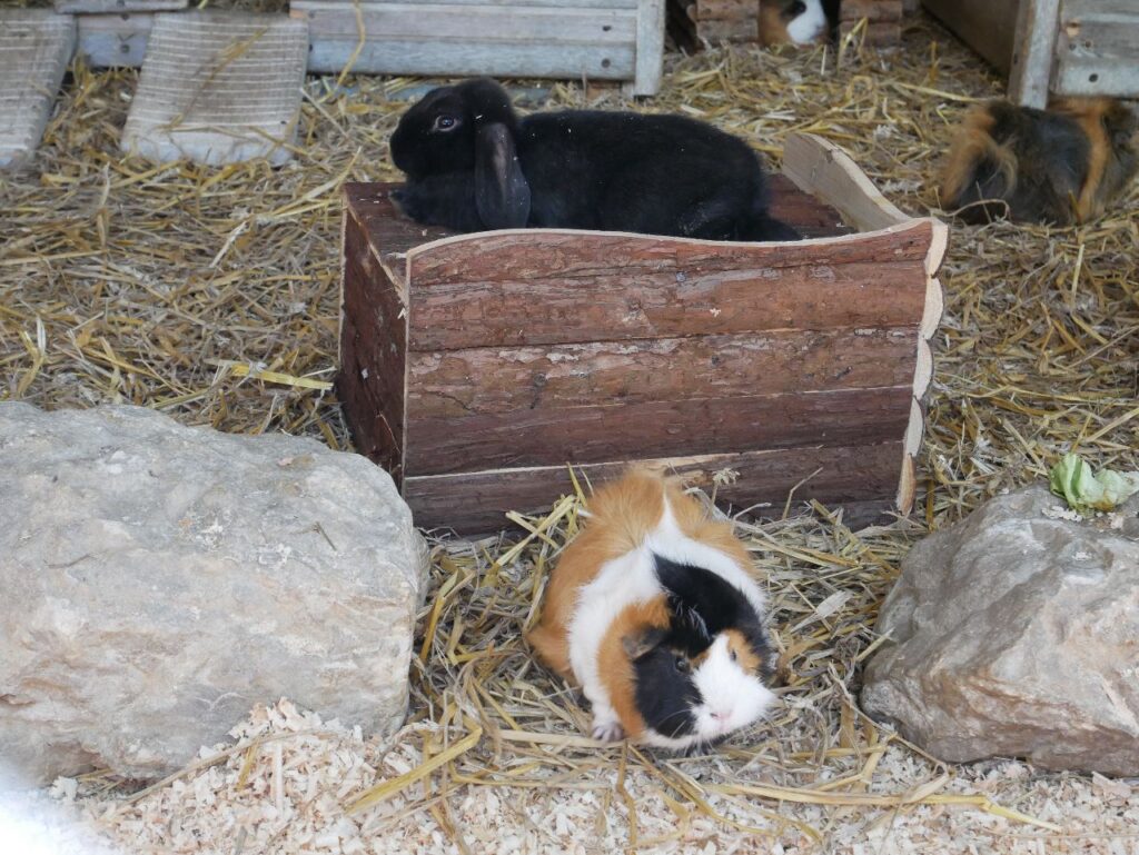 Tiergehege Hofgarten Landshut