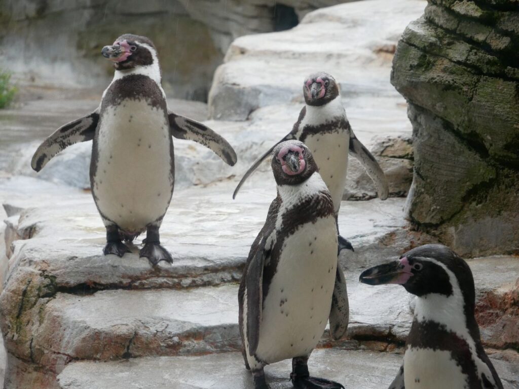 Zoo am Meer Bremerhaven