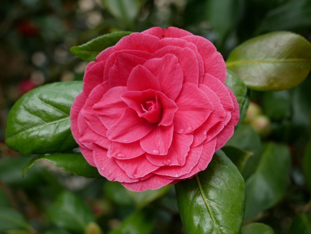 Botanischer Garten Braunschweig