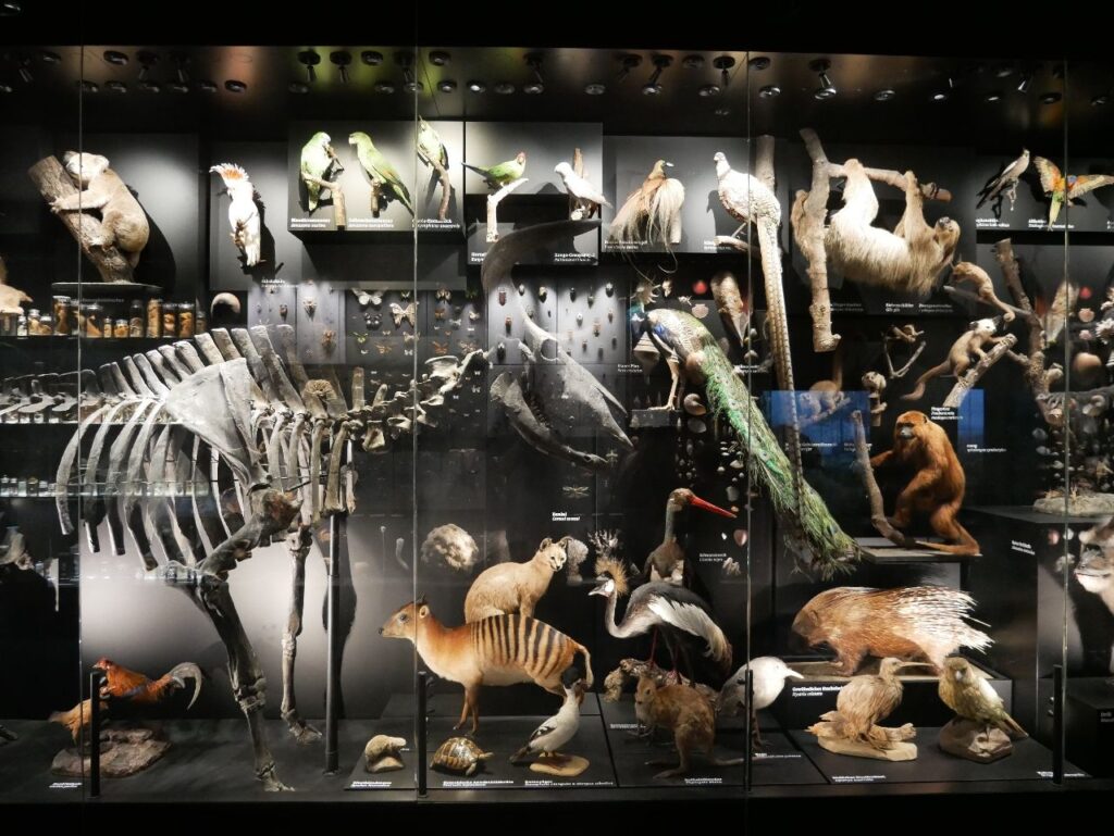 Staatliches Naturhistorisches Museum Braunschweig