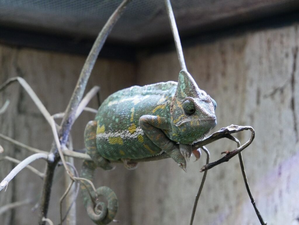 Staatliches Naturhistorisches Museum Braunschweig