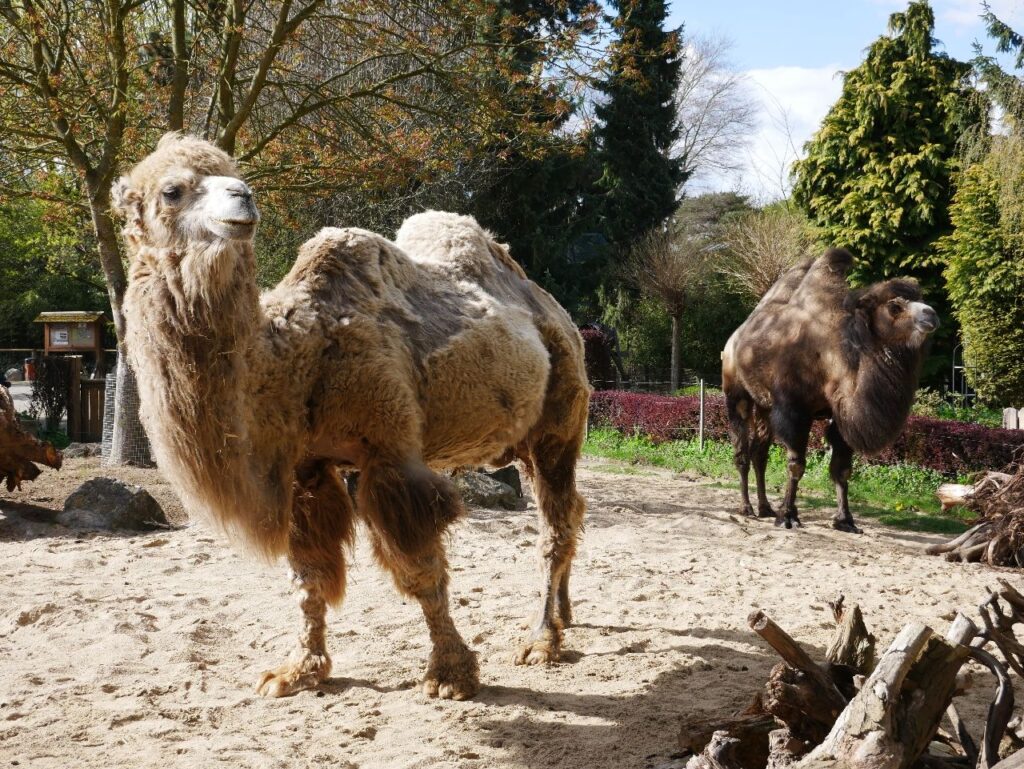 Zoo Braunschweig