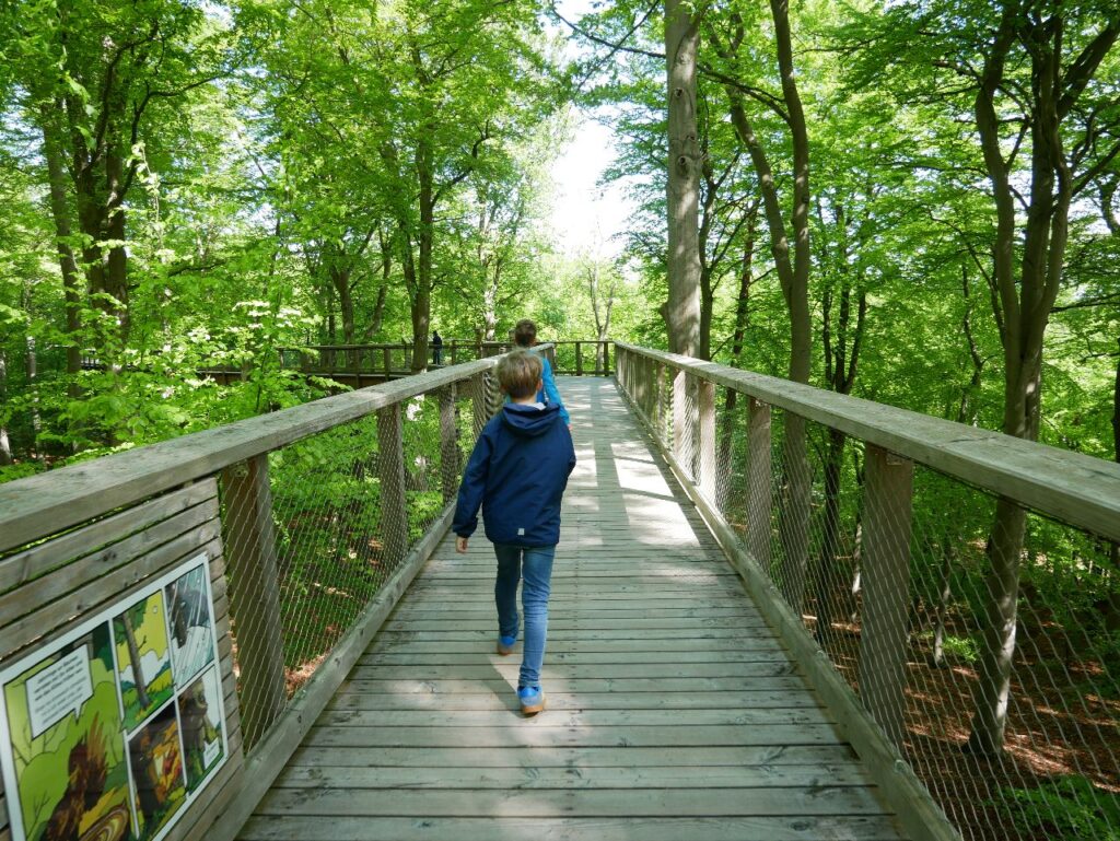 Baumwipfelpfad Usedom Heringsdorf